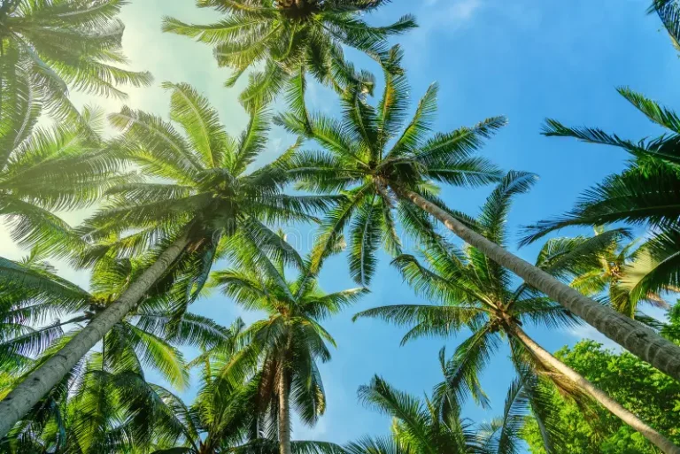 palm-trees-tropical-forest